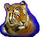 Tiger 4